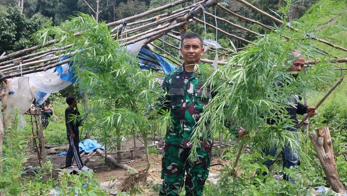 Prajurit TNI musnahkan ladang ganja seluas 3 hekatre di Gayo Lues, Aceh ( Foto: Dok. Kodim 0113/Gayo Lues)