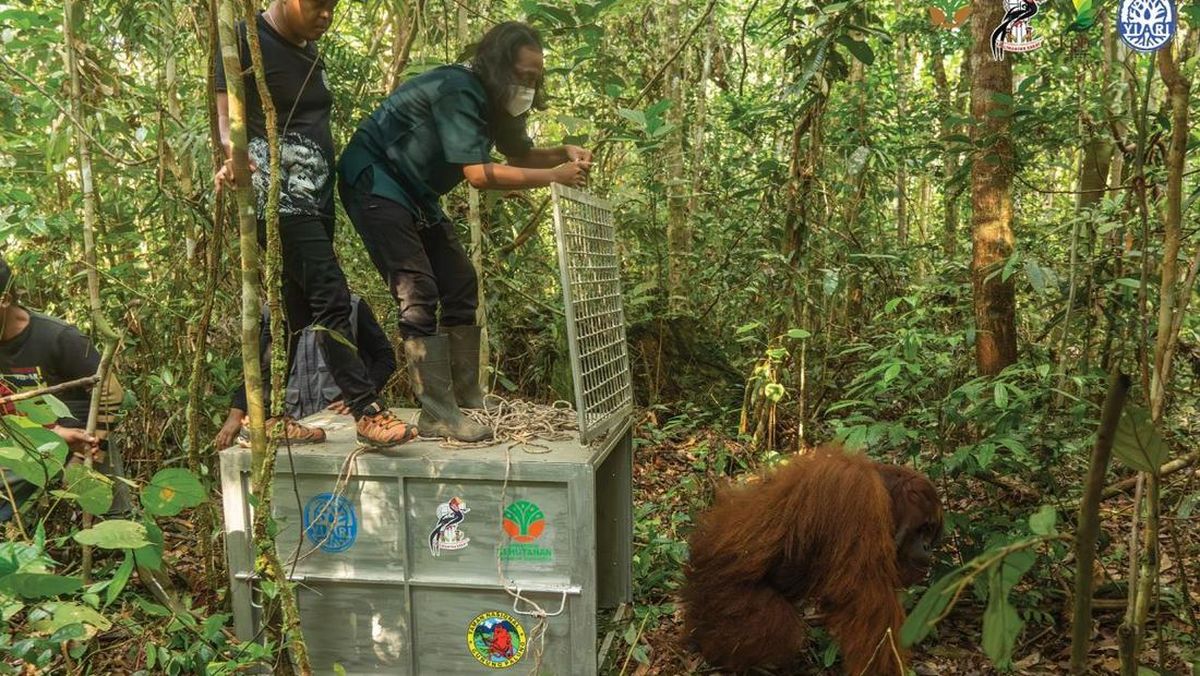 Orangutan yang Muncul di Permukiman Ditranslokasi ke Hutan Lindung Gunung Tarak