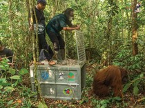Orangutan yang Muncul di Permukiman Ditranslokasi ke Hutan Lindung Gunung Tarak