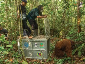 Orangutan yang Muncul di Permukiman Ditranslokasi ke Hutan Lindung Gunung Tarak