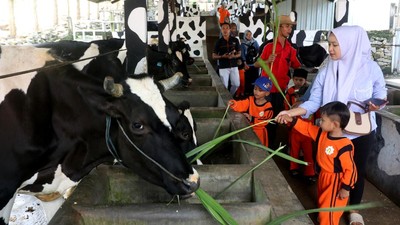 Senangnya Anak-anak Wisata Edukasi di Kampung Susu Tulungagung