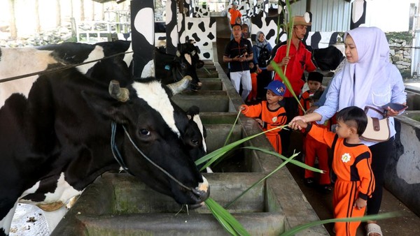 Senangnya Anak-anak Wisata Edukasi di Kampung Susu Tulungagung