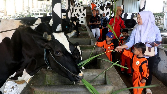 Senangnya Anak-anak Wisata Edukasi di Kampung Susu Tulungagung Sejumlah anak memberi makan sapi di Kapung Susu Dinasty, Tulungagung, Jawa Timur, Senin (12/5/2025). Kampung susu di sentra peternakan sapi perah tersebut menjadi wisata edukasi favorit siswa sekolah dan dari kalangan keluarga karena menawarkan pengalaman secara langsung memberi makan sapi, memeras susu hingga menikmati berbagai macam makanan minuman berbahan baku susu. ANTARA FOTO/Prasetia Fauzani/YU
