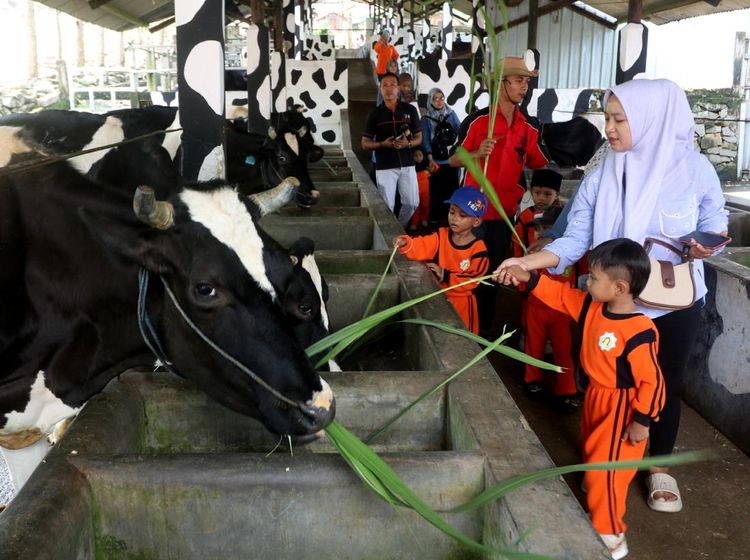 Senangnya Anak-anak Wisata Edukasi di Kampung Susu Tulungagung