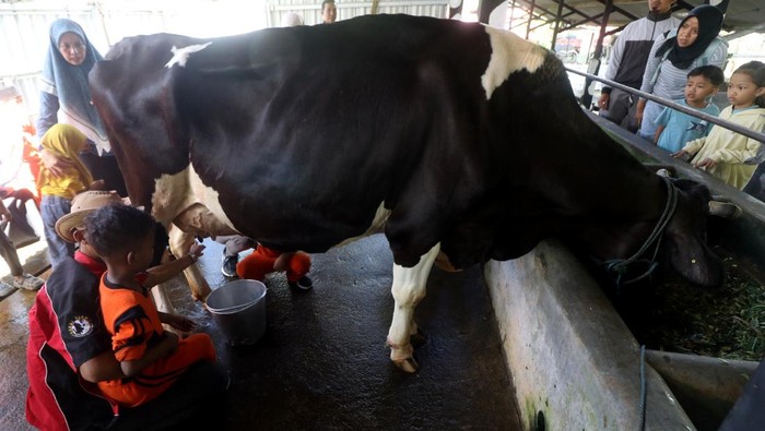 Senangnya Anak-anak Wisata Edukasi di Kampung Susu Tulungagung Sejumlah anak memberi makan sapi di Kapung Susu Dinasty, Tulungagung, Jawa Timur, Senin (12/5/2025). Kampung susu di sentra peternakan sapi perah tersebut menjadi wisata edukasi favorit siswa sekolah dan dari kalangan keluarga karena menawarkan pengalaman secara langsung memberi makan sapi, memeras susu hingga menikmati berbagai macam makanan minuman berbahan baku susu. ANTARA FOTO/Prasetia Fauzani/YU