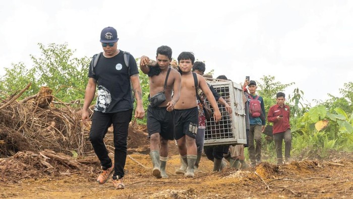 Translokasi orangutan di Ketapang, Kalimantan Barat.