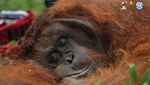 Perjalanan Orangutan di Ketapang Kembali ke Rimba