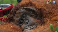 Hasil pemeriksaan menunjukkan bahwa orangutan yang memiliki berat badan sekitar 60-65 kilogram ini mempunyai luka lama di punggung tangan kiri yang sudah membentuk jaringan ikat. Pemeriksaan gigi juga menunjukkan adanya beberapa kerusakan, seperti gigi fraktur, lubang, dan gigi yang hilang. Kondisi ini diperkirakan terjadi karena usia orangutan yang sudah cukup tua. Meskipun demikian, kondisi umum orangutan cukup baik untuk kembali ke alam. Foto: Dok. YIARI