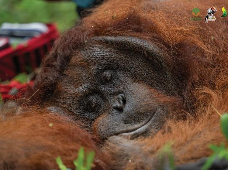 Perjalanan Orangutan di Ketapang Kembali ke Rimba