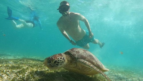 Seorang wisatawan berenang dengan penyu di perairan Gili Tramena, Lombok Utara, NTB, Sabtu (26/4/2025).