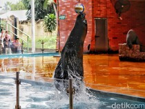 Harga Tiket Ocean Dream Samudra Ancol Agustus 2025 Reguler dan Annual