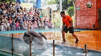 Dengan gerakan lincah dan penuh energi, singa laut tersebut menunjukkan keahlian seperti bermain bola, melompat melalui lingkaran, hingga memberi salam kepada para penonton.