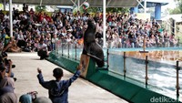 Tidak hanya pertunjukan singa laut, pengunjung juga dapat menikmati atraksi lain seperti penguin dan lumba lumba.