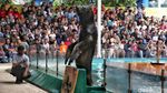 Atraksi Singa Laut Hibur Pengunjung Ancol