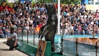 Hal ini selaras dengan misi edukasi dari Ocean Dream Samudra, yaitu meningkatkan kesadaran masyarakat terhadap konservasi satwa laut.