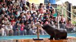 Atraksi Singa Laut Hibur Pengunjung Ancol
