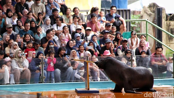 Atraksi Singa Laut Hibur Pengunjung Ancol Sejumlah pegunjung menikmati pertunjukan Singat Laut di Ocean Dream Samudra Ancol, Jakarta Utara, Selasa (13/5/2025).