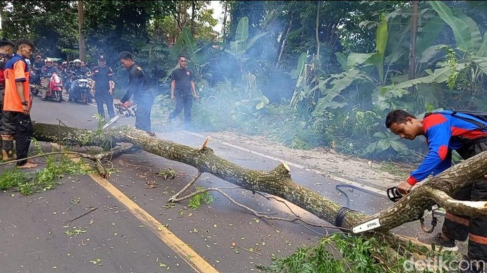 BPBD Pandeglang tebang 15 pohon yang membahayakan.