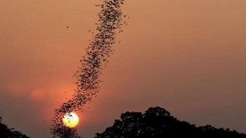 Koloni kelelawar rakasasa yang terbang menjelang malam tiba. Foto: (Bored Panda).