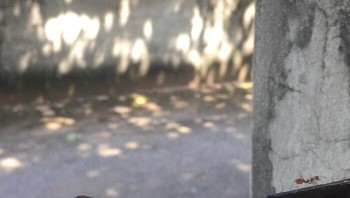 Benar-benar sebuah kerja sama yang luar biasa. Foto: (Bored Panda).