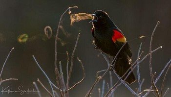Napas burung jalak ini diambil pada momen yang tepat. Foto: (Bored Panda).