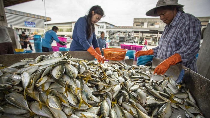 Harga Ikan di Pasar Kebun Lada Binjai Turun Usai Banjir, Pembeli Berebut