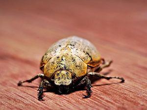 Kenapa Ada Kumbang Bubuk Kayu yang Gerogotin Furniture di Rumah?