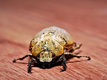 4 Cara Basmi Kumbang Bubuk Kayu yang Suka Gerogotin Furniture