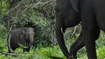 Melihat Lebih Dekat Gajah Jinak di Pusat Konservasi Seblat Bengkulu
