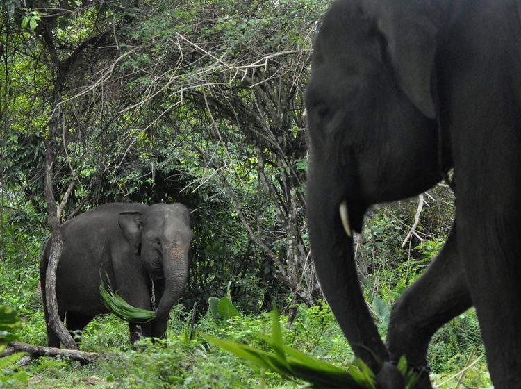 Melihat Lebih Dekat Gajah Jinak di Pusat Konservasi Seblat Bengkulu