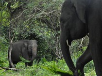 Melihat Lebih Dekat Gajah Jinak di Pusat Konservasi Seblat Bengkulu