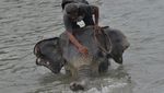 Melihat Lebih Dekat Gajah Jinak di Pusat Konservasi Seblat Bengkulu