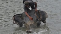 Mahout (pawang) memandikan gajah sumatra (Elphas maximus sumatranus) di sungai Pusat Konservasi Gajah (PKG) Seblat di Kabupaten Bengkulu Utara, Bengkulu, Senin (12/5/2025).