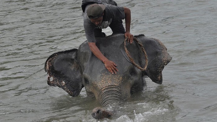 Melihat Lebih Dekat Gajah Jinak di Pusat Konservasi Seblat Bengkulu Kondisi dua ekor gajah sumatera (Elephas Maximus Sumateranus) jinak di Pusat Konservasi Gajah (PKG) Seblat di Kabupaten Bengkulu Utara, Bengkulu, Senin (12/5/2025). Sebanyak 10 gajah jinak terdiri dari tiga jantan serta tujuh betina dibina dikawasan pusat pelatihan gajah tersebut. ANTARA FOTO/Muhammad Izfaldi/bar