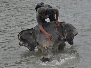 Kemenhut Buru Jaringan Pembunuh Gajah Mati Tanpa Kepala di Riau