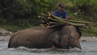 Sebanyak 10 gajah jinak terdiri dari tiga jantan serta tujuh betina dibina dikawasan pusat pelatihan gajah tersebut. 