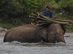 Ribuan Hektar Kawasan Hutan Jadi Kebun Sawit, 50 Ekor Gajah Terancam