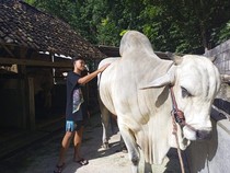 Bagong Sapi Jumbo Rp 90 Juta Ini Jadi Kurban Presiden Prabowo di Bantul