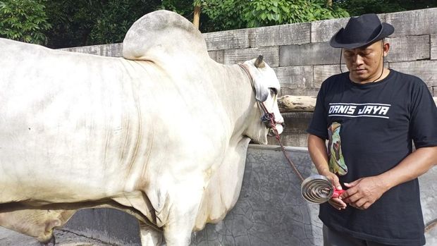 Sapi peranakan Ongole yang dibeli Presiden RI, Prabowo Subianto dari peternak asal Mangunan, Dlingo, Bantul, Selasa (13/5/2025).
