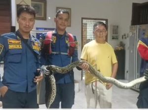 Detik-detik Damkar Evakuasi Ular Sanca 3 Meter di Dapur Rumah Warga