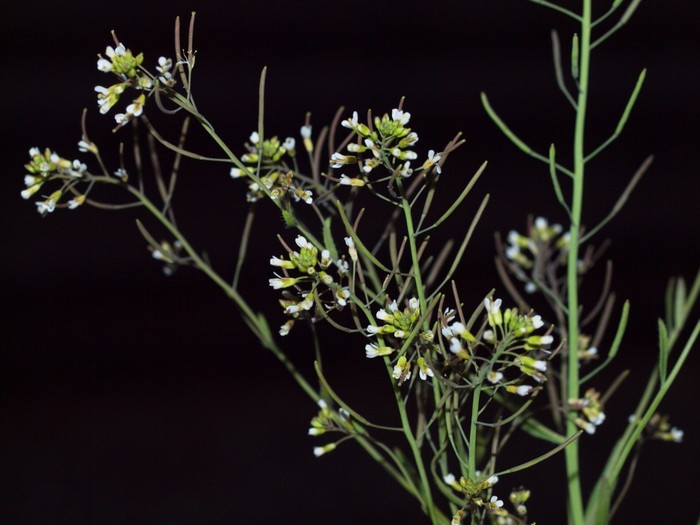 thale cress (Arabidopsis thaliana), tanaman yang berbunga di luar angkasa