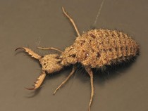 Undur-undur Itu Hewan Apa? Ini Penjelasan dan Manfaatnya untuk Kesehatan