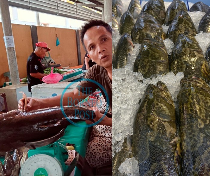 Wow! Ikan Betutu 7,2 Kg yang Kian Langka Harganya Bisa Rp 5,5 Juta