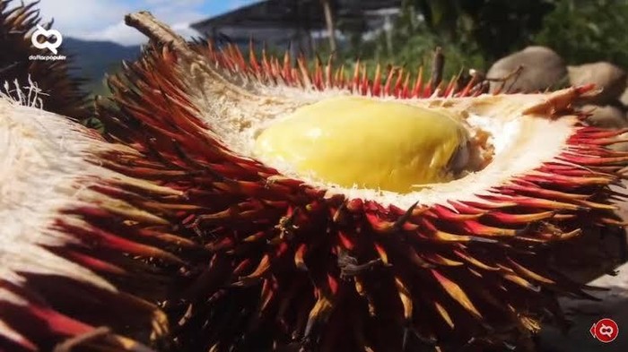 Buah lahung khas Kalimantan.