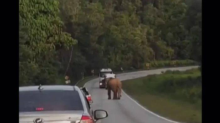 Induk gajah
