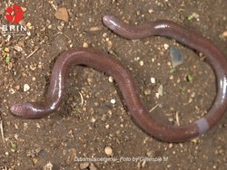 Spesies Baru Kadal Buta Ditemukan di Pulau Buton