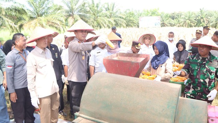 Kapolres Banyuasin AKBP Ruri Prastowo melakukan panen jagung.