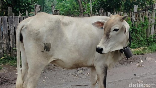 Kesehatan ternak di Dompu, NTB, menjelang Hari Raya Idul Adha, Rabu (14/5/2025).