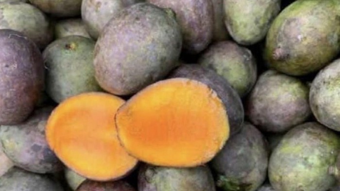 Mangga kasturi khas Kalimantan