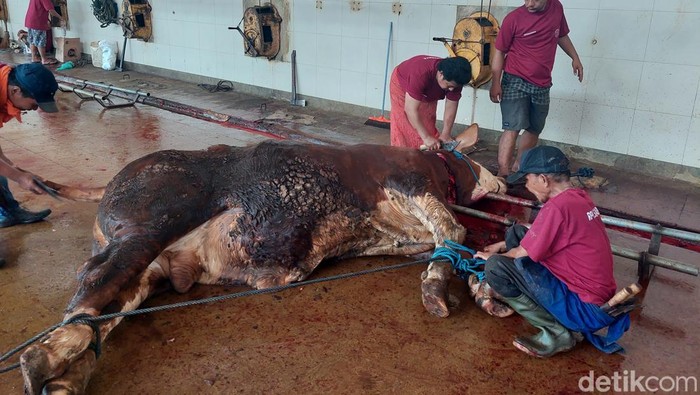 Sapi dan pemotongan hewan kurban di RPH Surabaya